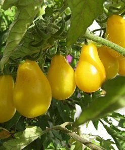 Roots Plants 5 Organic 'Yellow Pear' Tomato Plants