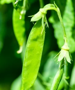 Roots Plants 10 Organic 'Carouby De Mausasane' Mangetout Pea Plants