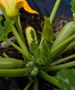 Roots Plants 3 Organic 'Green Bush' Courgette Plants Courgettes 14 Roots Plants 3 Organic 'Green Bush' Courgette Plants Courgettes