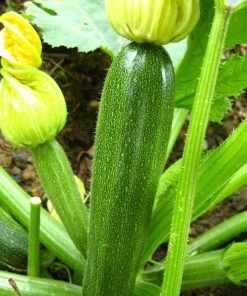 Roots Plants 3 Organic 'Green Bush' Courgette Plants Courgettes 12 Roots Plants 3 Organic 'Green Bush' Courgette Plants Courgettes