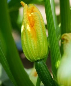 Roots Plants 3 Organic 'Green Bush' Courgette Plants Courgettes 11 Roots Plants 3 Organic 'Green Bush' Courgette Plants Courgettes