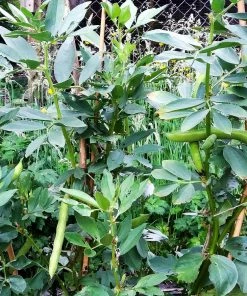 Roots Plants 10 Organic 'Aquadulce Claudia' Broad Bean Plants Peas & Beans