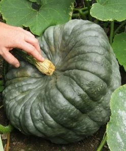 Roots Plants 3 Organic ''Queensland Blue' Winter Squash Plants