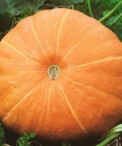 Roots Plants 10 Organic 'Giant Prague' Celeriac Plants