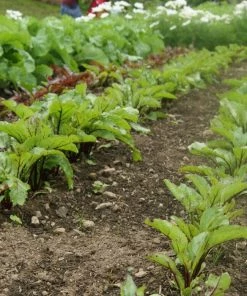 Roots Plants All Vegetable Plants 10 Organic 'Red Veined' Sorrel Plants 7 Roots Plants All Vegetable Plants 10 Organic 'Red Veined' Sorrel Plants