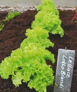 Roots Plants 10 Organic 'Lollo Biondi' Lettuce Plants