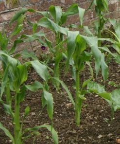 Roots Plants 10 Organic 'Minipop' Baby Sweetcorn Plants All Vegetable Plants 11 Roots Plants 10 Organic 'Minipop' Baby Sweetcorn Plants All Vegetable Plants