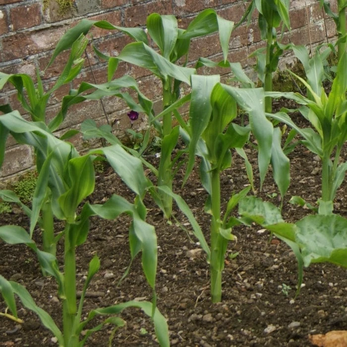 Roots Plants 10 Organic 'Minipop' Baby Sweetcorn Plants All Vegetable Plants 7 Roots Plants 10 Organic 'Minipop' Baby Sweetcorn Plants All Vegetable Plants