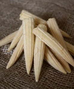 Roots Plants 10 Organic 'Minipop' Baby Sweetcorn Plants All Vegetable Plants 10 Roots Plants 10 Organic 'Minipop' Baby Sweetcorn Plants All Vegetable Plants