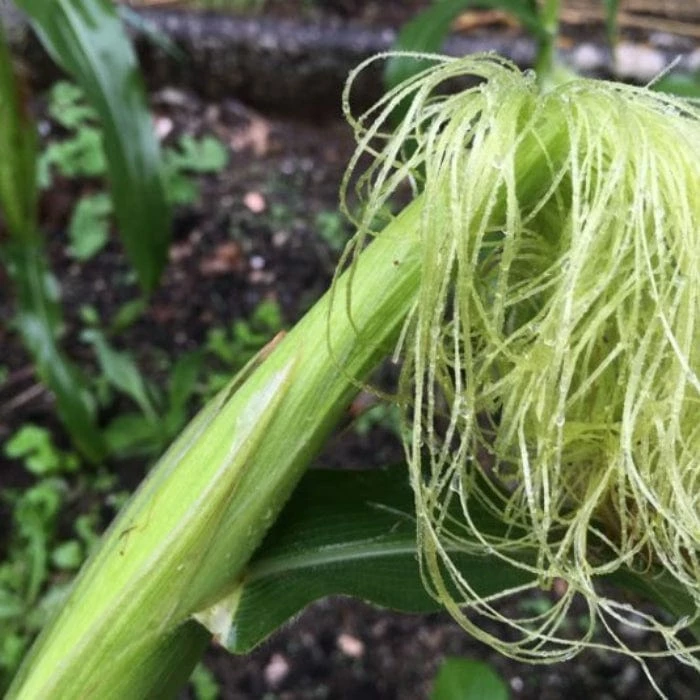 Roots Plants 10 Organic 'Minipop' Baby Sweetcorn Plants All Vegetable Plants 4 Roots Plants 10 Organic 'Minipop' Baby Sweetcorn Plants All Vegetable Plants