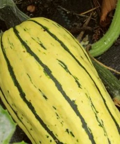 Roots Plants 3 Organic 'Cornells Bush Delicata' Winter Squash Plants