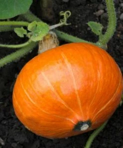 Roots Plants 3 Organic 'Uchiki Kuri' Winter Squash Plants Root Vegetables