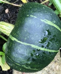 Roots Plants 3 Organic 'Honey Bear' Winter Squash Plants