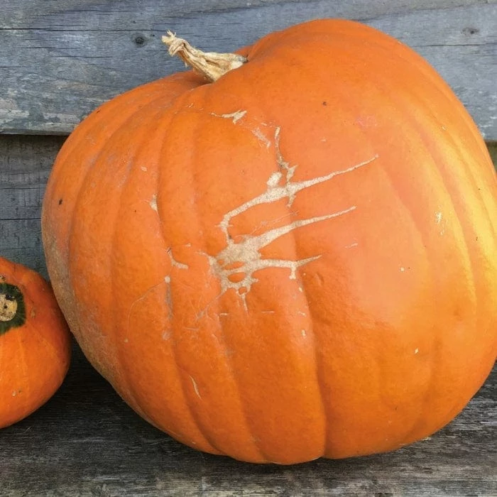 Roots Plants 3 Organic 'Jack O' Lantern' Pumpkin Plants All Vegetable Plants 3 Roots Plants 3 Organic 'Jack O' Lantern' Pumpkin Plants All Vegetable Plants