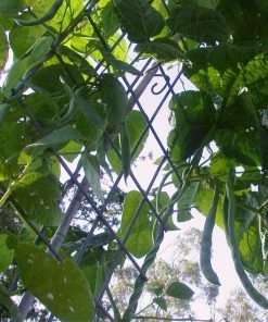 Roots Plants Peas & Beans 10 Organic 'Enorma' Runner Bean Plants