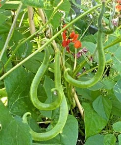Roots Plants 15 Best Runner Bean Plants Collection | Growers Choice Peas & Beans 10 Roots Plants 15 Best Runner Bean Plants Collection | Growers Choice Peas & Beans