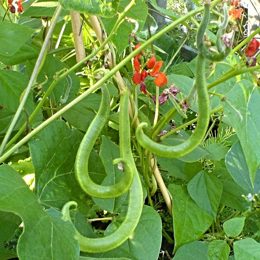 Roots Plants 15 Best Runner Bean Plants Collection | Growers Choice Peas & Beans 6 Roots Plants 15 Best Runner Bean Plants Collection | Growers Choice Peas & Beans