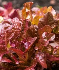 Roots Plants All Vegetable Plants Best Vegetable Plants Collection | Growers Choice