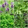 Roots Plants All Vegetable Plants 12 Organic Italian Herbs Plants