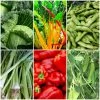 Roots Plants 63 Organic Stir Fry Vegetable Plants All Vegetable Plants 1 Roots Plants 63 Organic Stir Fry Vegetable Plants All Vegetable Plants