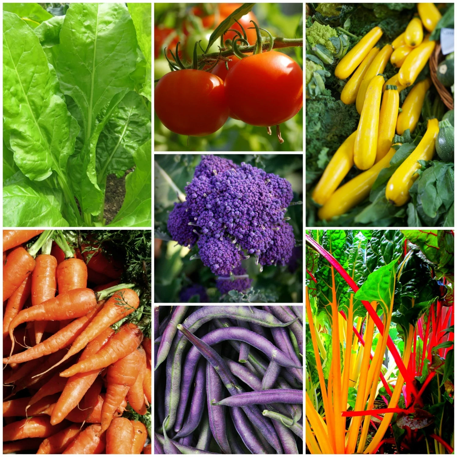 Roots Plants 58 Colourful Vegetable Plants | Eat The Rainbow All Vegetable Plants 3 Roots Plants 58 Colourful Vegetable Plants | Eat The Rainbow All Vegetable Plants