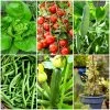 Roots Plants All Vegetable Plants 38 Easy To Grow Vegetable Plants | Ideal For Beginners 2 Roots Plants All Vegetable Plants 38 Easy To Grow Vegetable Plants | Ideal For Beginners