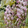 Roots Plants Wisteria Floribunda 'Rosea' | On A 90cm Cane In A 3L Pot