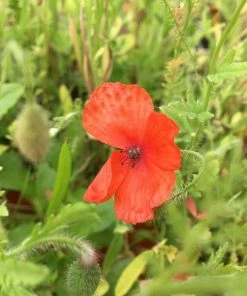 Roots Plants 100 Wildflower Meadow Plug Plants Perennials