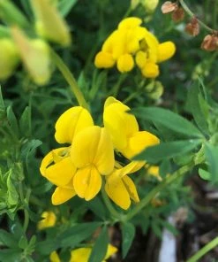 Roots Plants 100 Wildflower Meadow Plug Plants Perennials