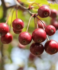 Roots Plants Sun Rival' Crabapple Tree