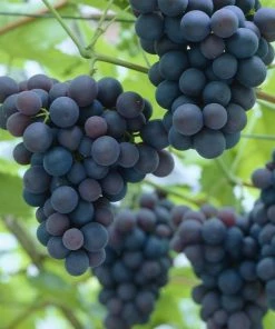 Roots Plants Fruits 90cm 'Black Hamburgh' Indoor Grape Vine | 3L Pot 8 Roots Plants Fruits 90cm 'Black Hamburgh' Indoor Grape Vine | 3L Pot