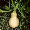 Roots Plants 3 Organic 'Waltham Butternut' Butternut Squash Plants Root Vegetables 1 Roots Plants 3 Organic 'Waltham Butternut' Butternut Squash Plants Root Vegetables