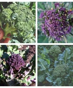Roots Plants Brassicas & Leafy Greens 20 Best Broccoli Plants Collection | Growers Choice