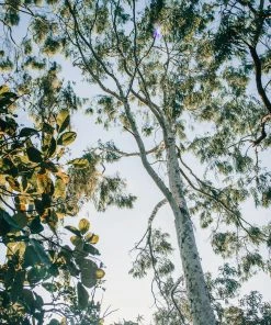 Roots Plants Hardy Eucalyptus Tree | Eucalyptus Gunnii