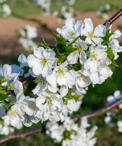 Roots Plants Fruits Kordia Cherry Tree