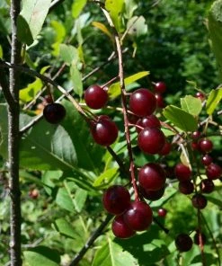 Roots Plants Morello Cherry Tree