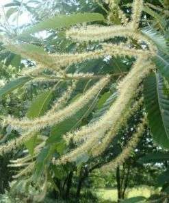 Roots Plants Trees & Shrubs Sweet Chestnut Tree | 3L Pot