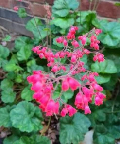 Roots Plants Perennials Heuchera 'Coral Forest' | 3L Pot