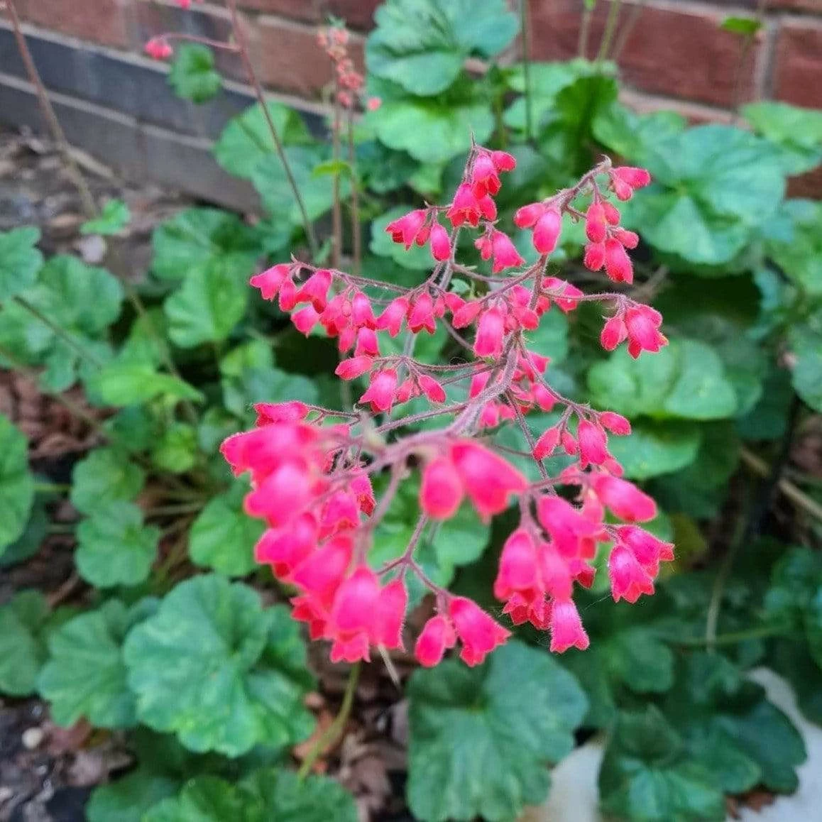 Roots Plants Perennials Heuchera 'Coral Forest' | 3L Pot 4 Roots Plants Perennials Heuchera 'Coral Forest' | 3L Pot