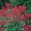 Roots Plants Perennials Heuchera 'Coral Forest' | 3L Pot 2 Roots Plants Perennials Heuchera 'Coral Forest' | 3L Pot