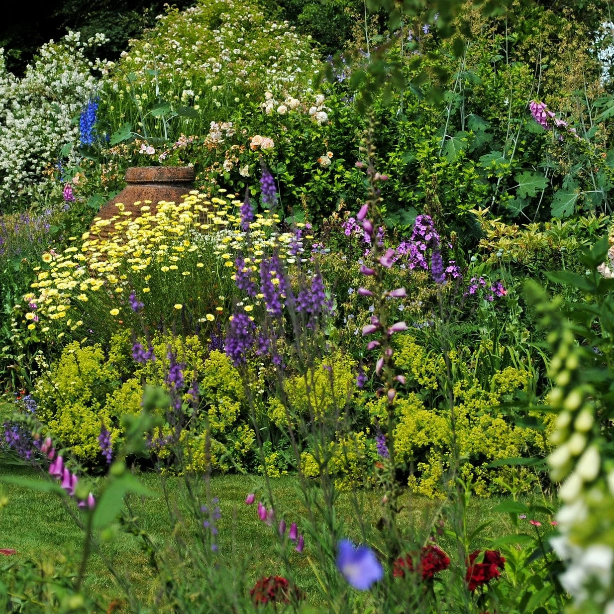 Roots Plants Cottage Garden Plants Collection 4 Roots Plants Cottage Garden Plants Collection