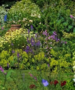 Roots Plants Best Perennial Plants Collections | Growers Choice Perennials