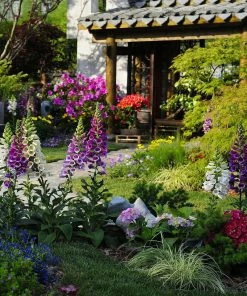 Roots Plants Cottage Garden Plants Collection 15 Roots Plants Cottage Garden Plants Collection