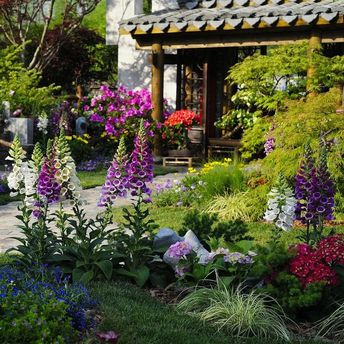 Roots Plants Mixed Flowering Perennial Plants | Extra Value Pack Perennials 4 Roots Plants Mixed Flowering Perennial Plants | Extra Value Pack Perennials