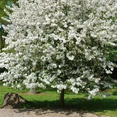 Roots Plants Trees & Shrubs Evereste Crabapple Tree 4 Roots Plants Trees & Shrubs Evereste Crabapple Tree