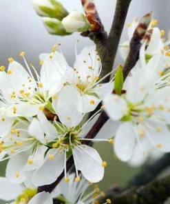 Roots Plants Fruits Farleigh Damson Tree 8 Roots Plants Fruits Farleigh Damson Tree