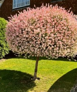 Roots Plants Flamingo Willow | Salix Integra Hakuro Nishiki | 4ft Patio Tree