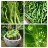 Roots Plants 20 Best French Bean Plants Collection | Growers Choice 1 Roots Plants 20 Best French Bean Plants Collection | Growers Choice