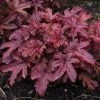 Roots Plants Heucherella 'Red Rover' | 3L Pot Perennials 1 Roots Plants Heucherella 'Red Rover' | 3L Pot Perennials