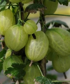 Roots Plants Complete Gooseberry Collection | Red, White & Green 12 Roots Plants Complete Gooseberry Collection | Red, White & Green